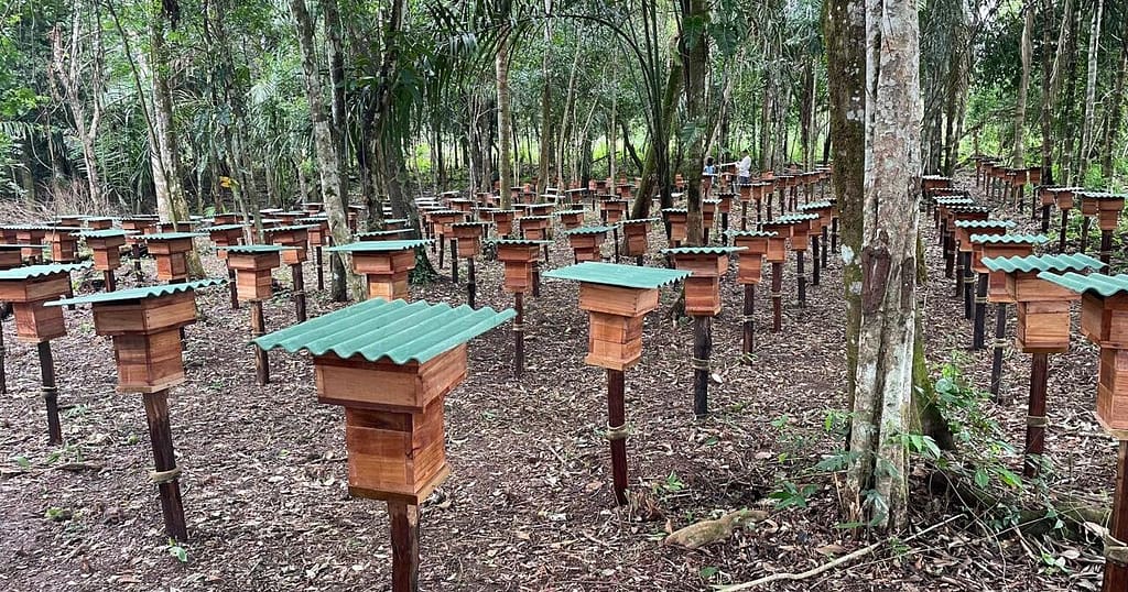 Meliponario Néctar da Amazônia