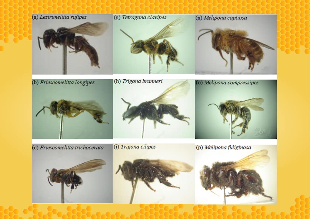raças de abelhas sem ferrão (Melipona) manejadas via Meliponicultura no Estado do Amapá