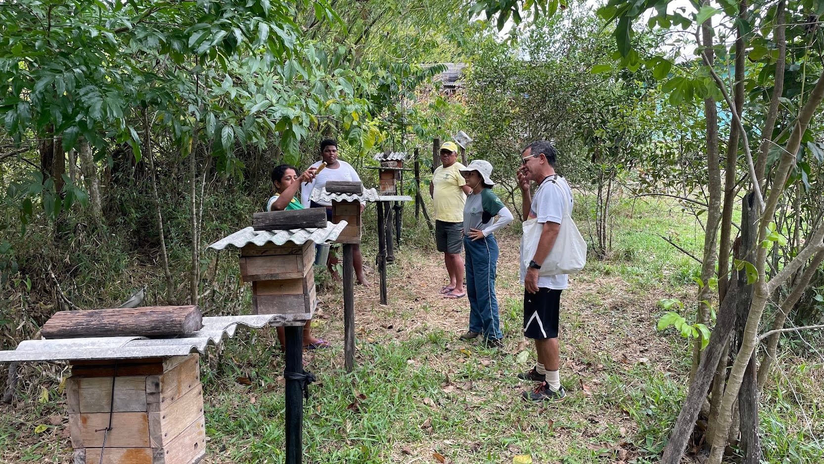 Programa de Iniciação na Meliponicultura (Mentoria + Suporte) - Edição Limitada - Imagem 3