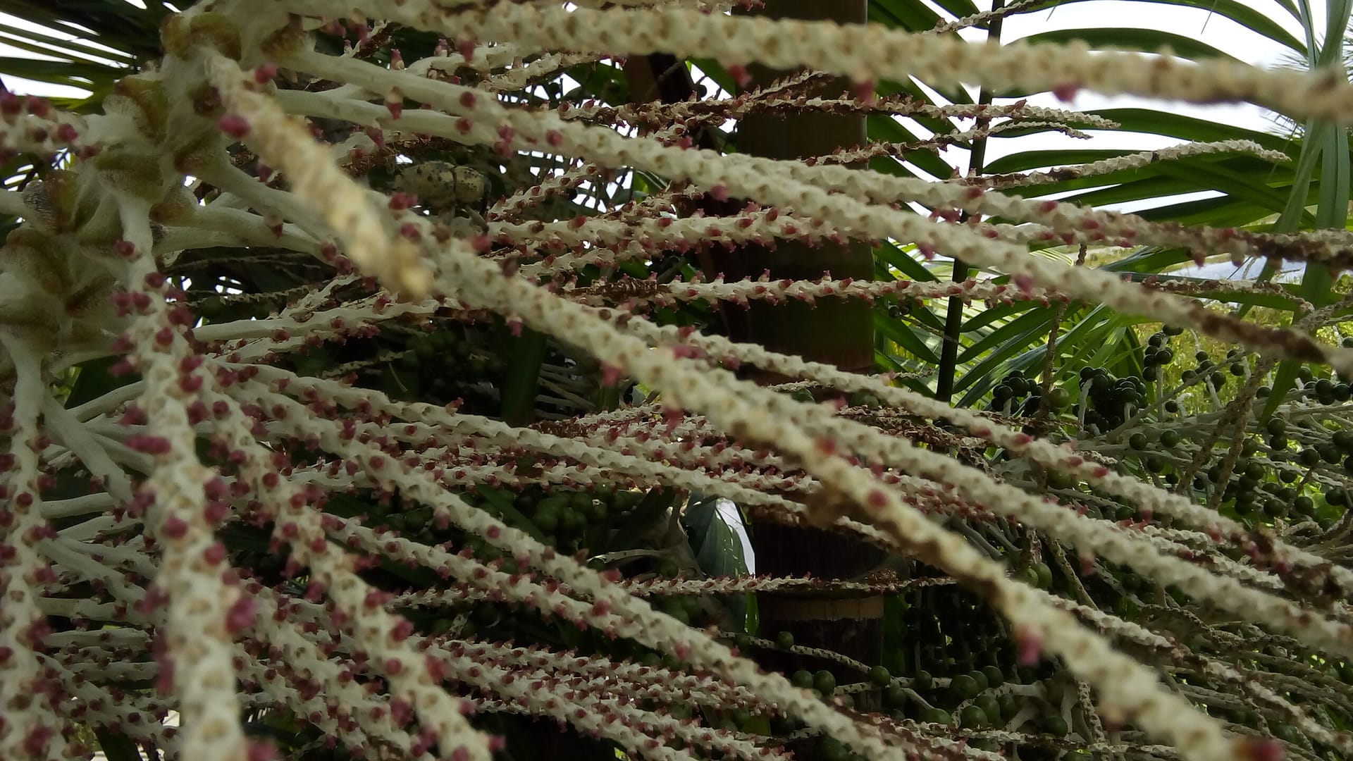 Flor do açaí