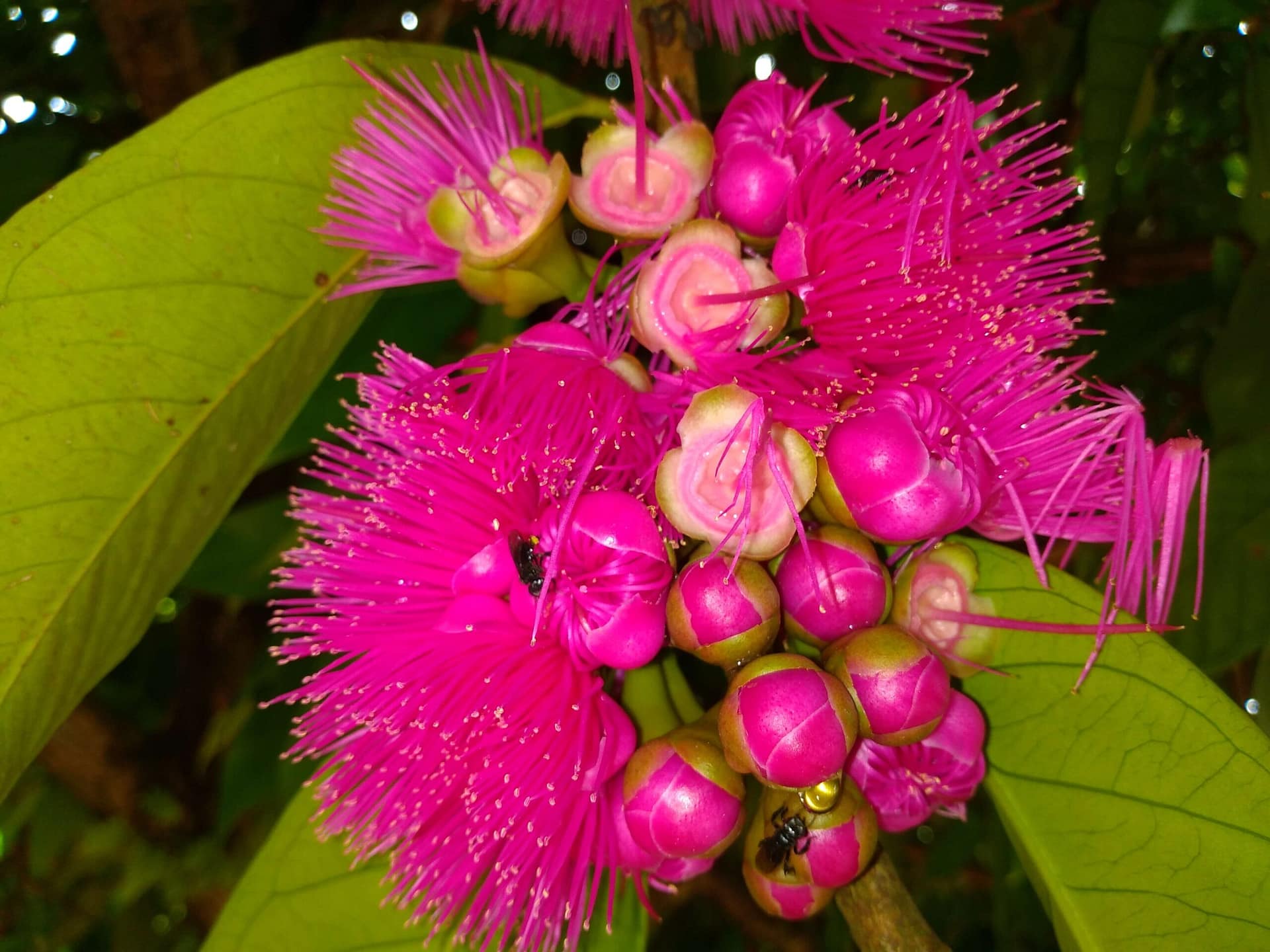 Abelhas em flores do Jambeiro