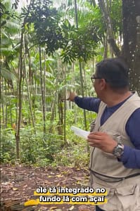 Açaizal integrado no fundo