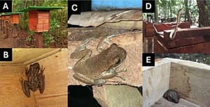 Mosaico de figuras com indivíduos encontrados nas colmeias do Meliponário do Bioparque da Amazônia Arinaldo Gomes Barreto