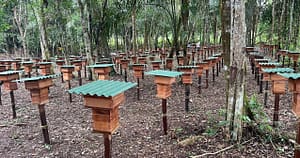 Meliponario Néctar da Amazônia