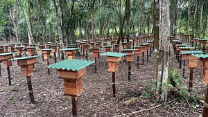 Meliponario Néctar da Amazônia