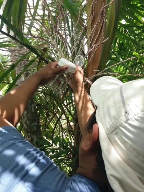 Richardson Frazão em coleta manual em flores do açaí