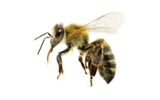 Abelha Apis mellifera L.