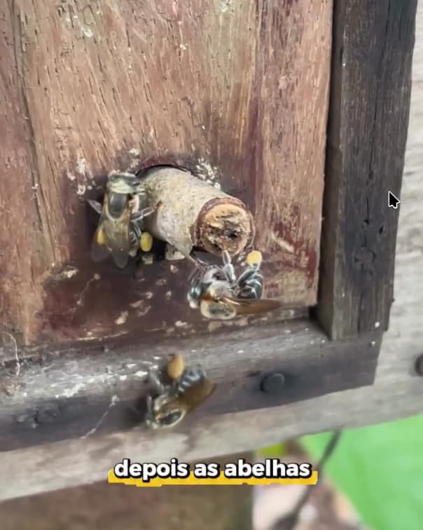 foto 2 abelhas com pólen