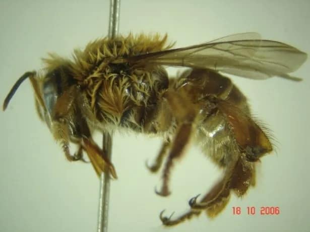 Melipona (Michmelia) fulva Lepeletier, 1836