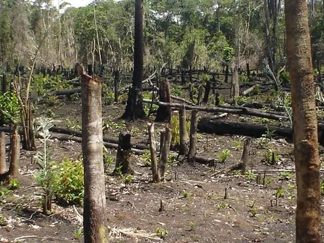 Impacto do desmatamento em áreas de cerrado do Amapá