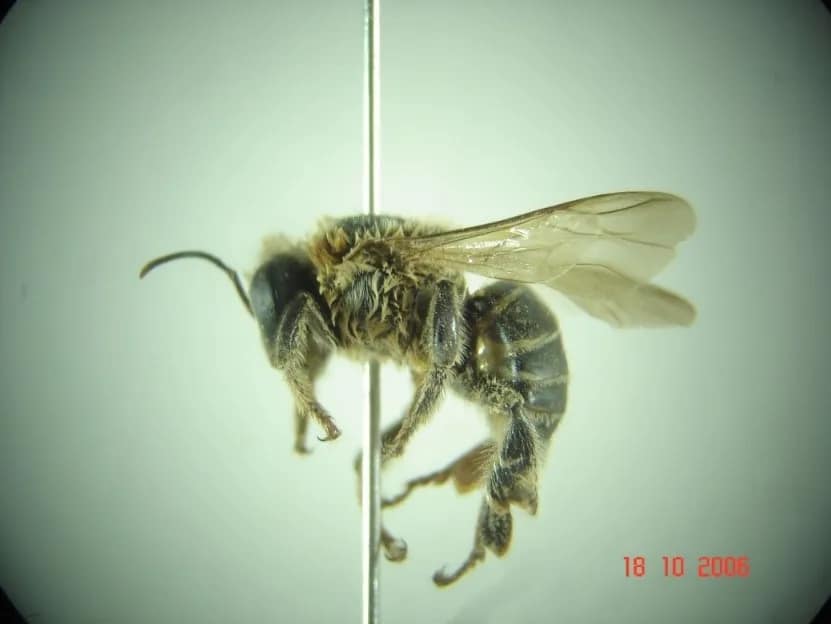 Figura 2 - Abelha uruçú cinzenta (Melipona compressipes). Fotografia Robert Reis (NECTAR/UNIFAP)